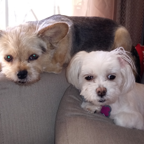 Meet your Posher, Angel - Picture 3 of 5